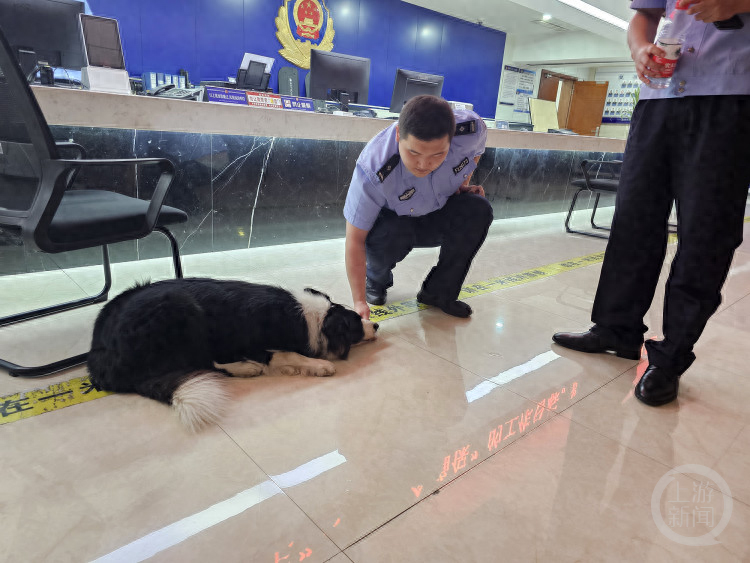 重庆一牧羊犬走失，派出所民警变身寻主达人，它能找到主人吗？