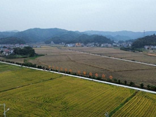 湖南桃江：再生稻再获丰收，头季亩产超 650 公斤，再生季亩产超 260 公斤