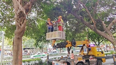 惊！树枝修剪后遂州路大变样，商家开心直呼亮堂