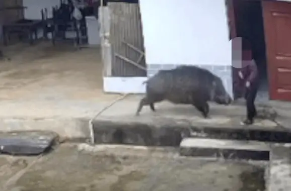 惊！陕西安康野猪入宅顶撞撕咬老人致死，涉事猪还在逃