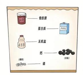 骨质疏松家喻户晓，但你知道其元凶骨量吗？  第3张