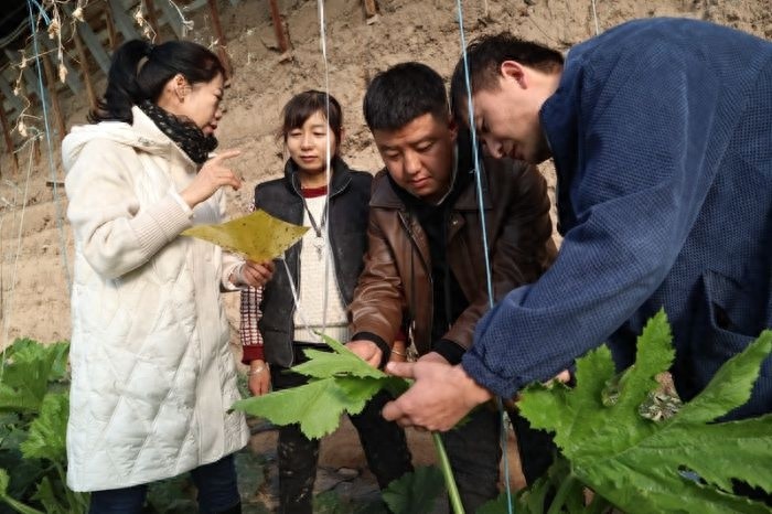 寒潮来袭气温骤降，临泽县农技人员如何为蔬菜‘义诊’？