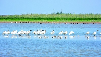 惊！江西鄱阳湖南矶湿地：4万多羽候鸟齐聚，能见白鹤  第2张