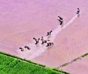 惊！江西鄱阳湖南矶湿地：4万多羽候鸟齐聚，能见白鹤  第4张