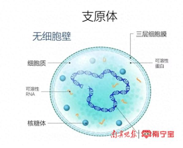 肺炎支原体感染高发，孩子中招家长咋办？专家解读