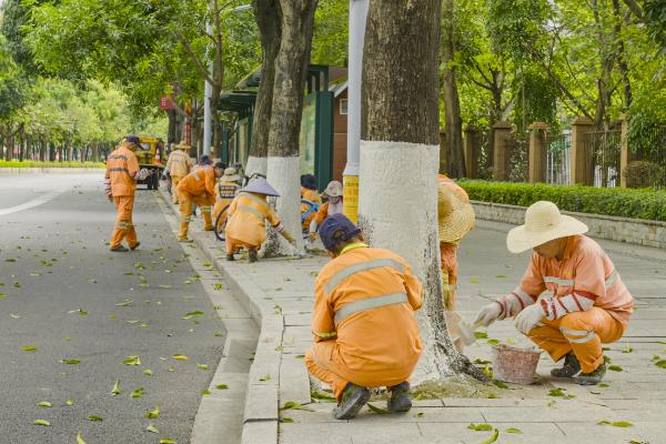 惊！广州白云区4.3万株行道树被穿上‘秋裤’，真相是？  第2张