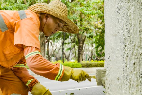 惊！广州白云区4.3万株行道树被穿上‘秋裤’，真相是？  第3张