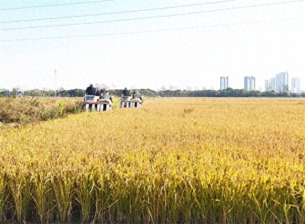 淮安柴米河农业科技：苏北粮仓晚稻丰收，2.2平方公里田野上的金色盛宴  第1张