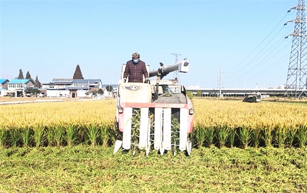 淮安柴米河农业科技：苏北粮仓晚稻丰收，2.2平方公里田野上的金色盛宴  第2张
