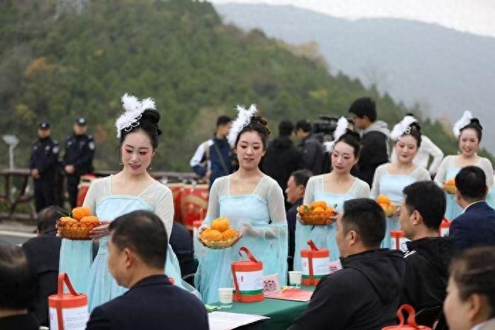 51岁农妇3米高树上摘百斤狮头柑，研学小学生围观，老主顾急电再订200斤