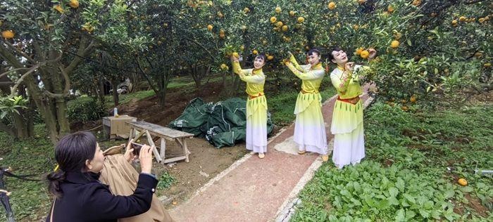 51岁农妇3米高树上摘百斤狮头柑，研学小学生围观，老主顾急电再订200斤  第3张