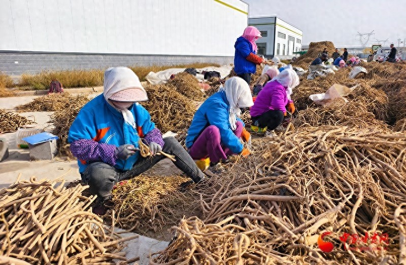 初冬药香飘满园，民乐县中药材产业助力乡村振兴，3000吨药材收购计划引爆致富新气象
