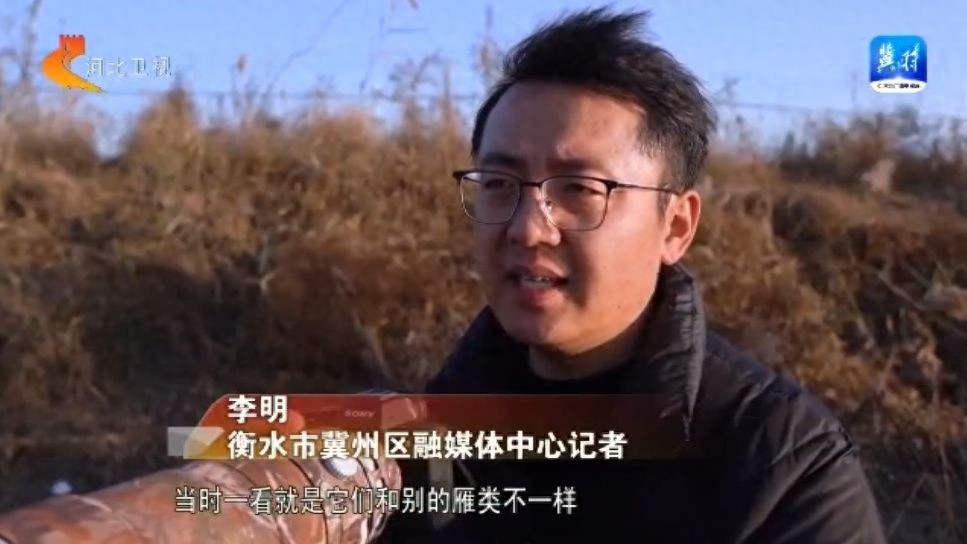 衡水湖惊现罕见白颊黑雁，鸟类观测记录增至487种，你见过吗？  第1张