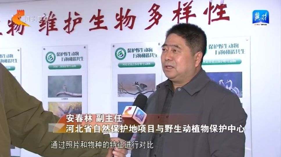 衡水湖惊现罕见白颊黑雁，鸟类观测记录增至487种，你见过吗？  第3张