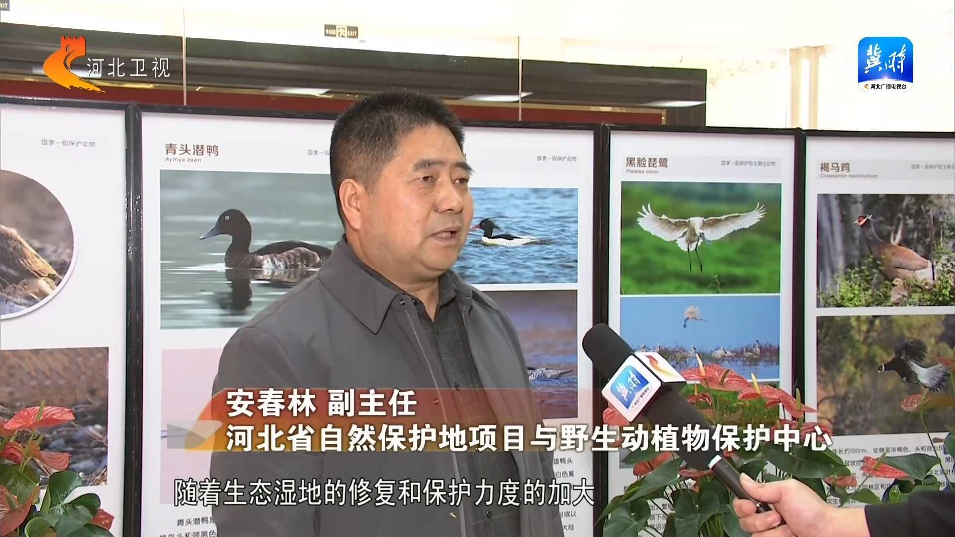 衡水湖惊现罕见白颊黑雁，鸟类观测记录增至487种，你见过吗？  第4张