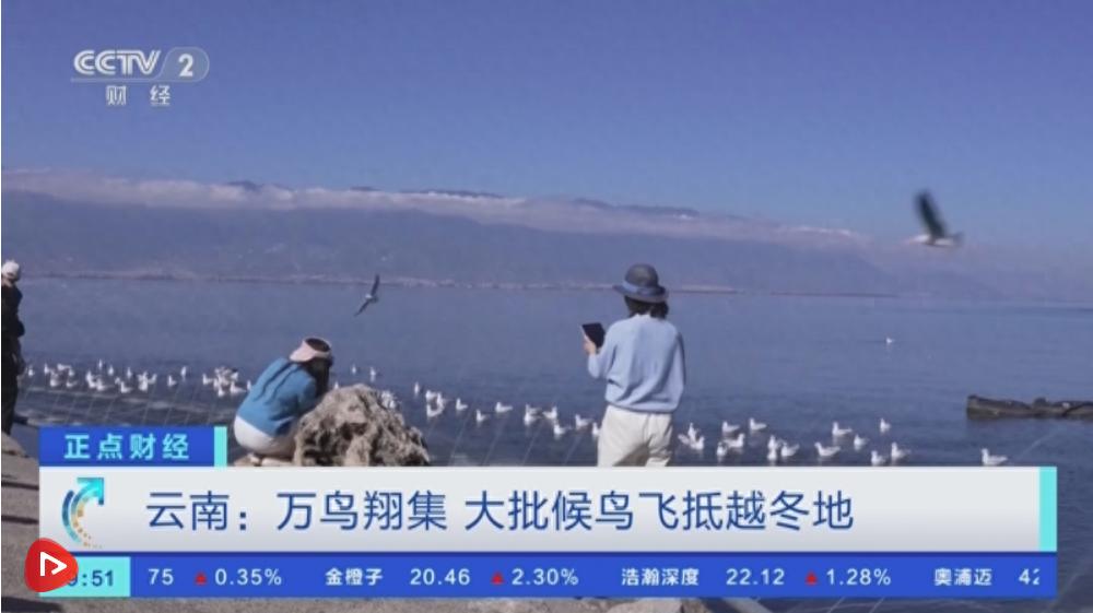 冬日暖阳下的候鸟盛宴：云南高原湖泊迎来万只候鸟，黑鹳现身黄河湿地