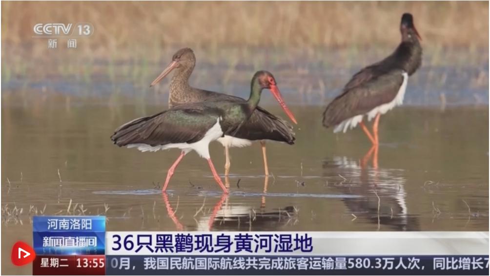冬日暖阳下的候鸟盛宴：云南高原湖泊迎来万只候鸟，黑鹳现身黄河湿地  第4张