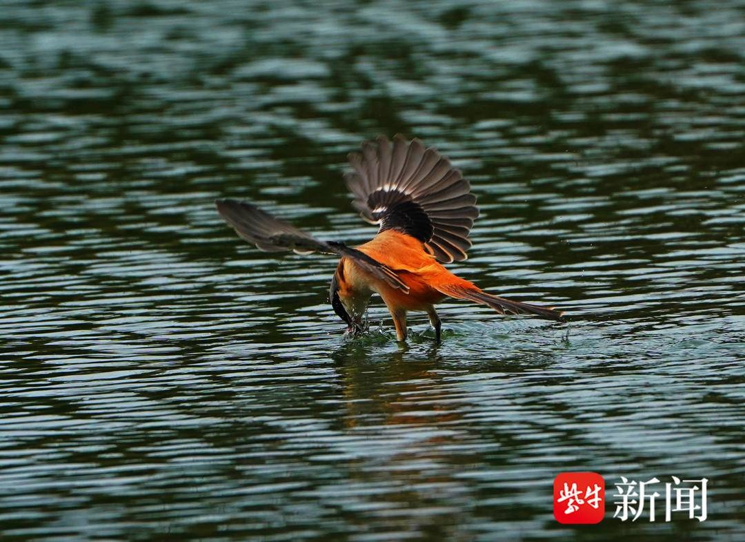 南京月牙湖惊现棕背伯劳鸟捕鱼绝技，市民围观惊叹不已  第2张