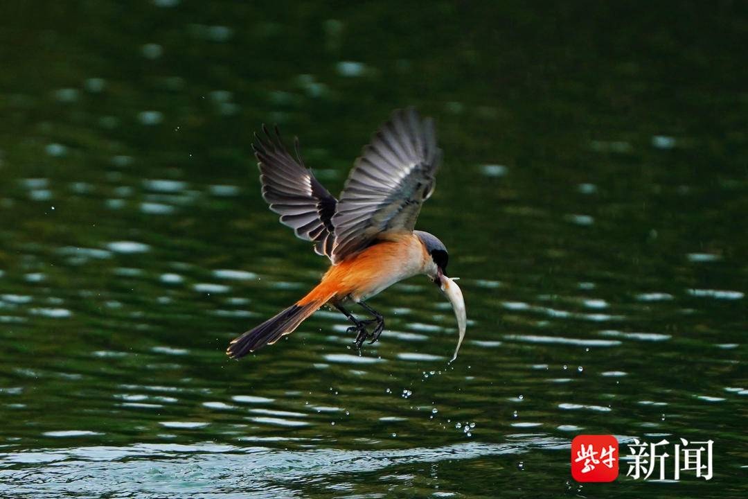 南京月牙湖惊现棕背伯劳鸟捕鱼绝技，市民围观惊叹不已  第6张