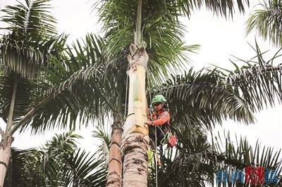 厦门湖里公园引进专业攀树修剪团队，如何安全高效解决大王椰子树修剪难题？  第1张