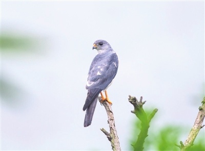 揭秘崂山生物王国：首份生物多样性报告揭示海上名山的生态宝藏  第2张