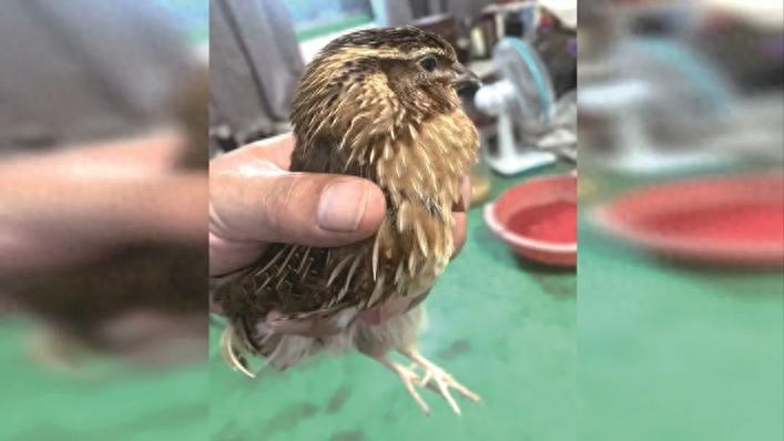 揭秘桐乡斗鸟圈：一只鹌鹑为何价值5万元？背后隐藏的秘密让人