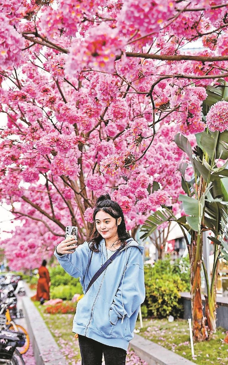 深圳冬日浪漫序曲：紫花风铃木盛放，满树紫红如风铃摇曳，你见过吗？  第2张