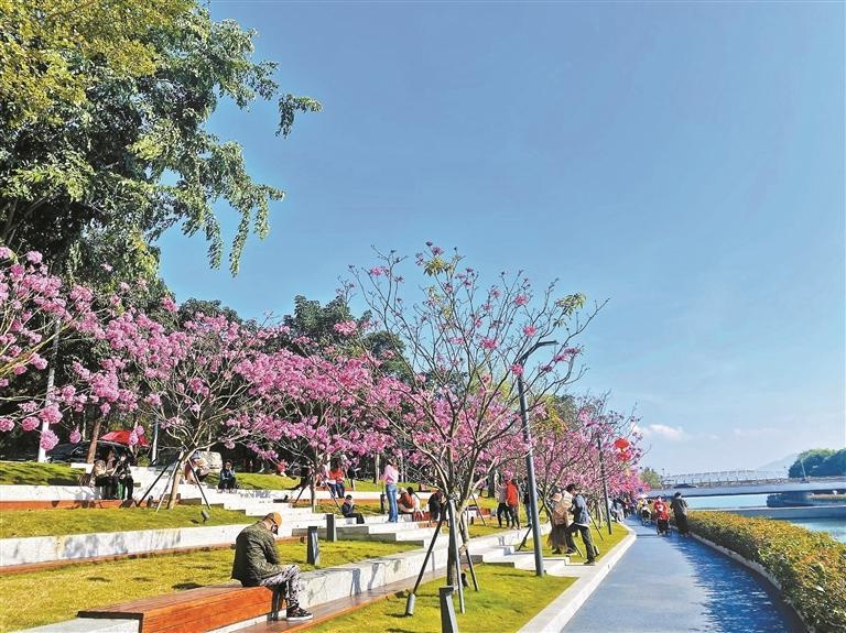 深圳冬日浪漫序曲：紫花风铃木盛放，满树紫红如风铃摇曳，你见过吗？  第4张
