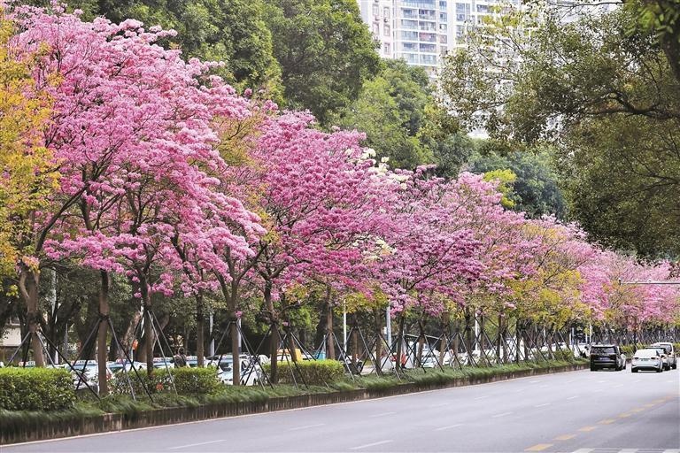 深圳冬日浪漫序曲：紫花风铃木盛放，满树紫红如风铃摇曳，你见过吗？  第5张
