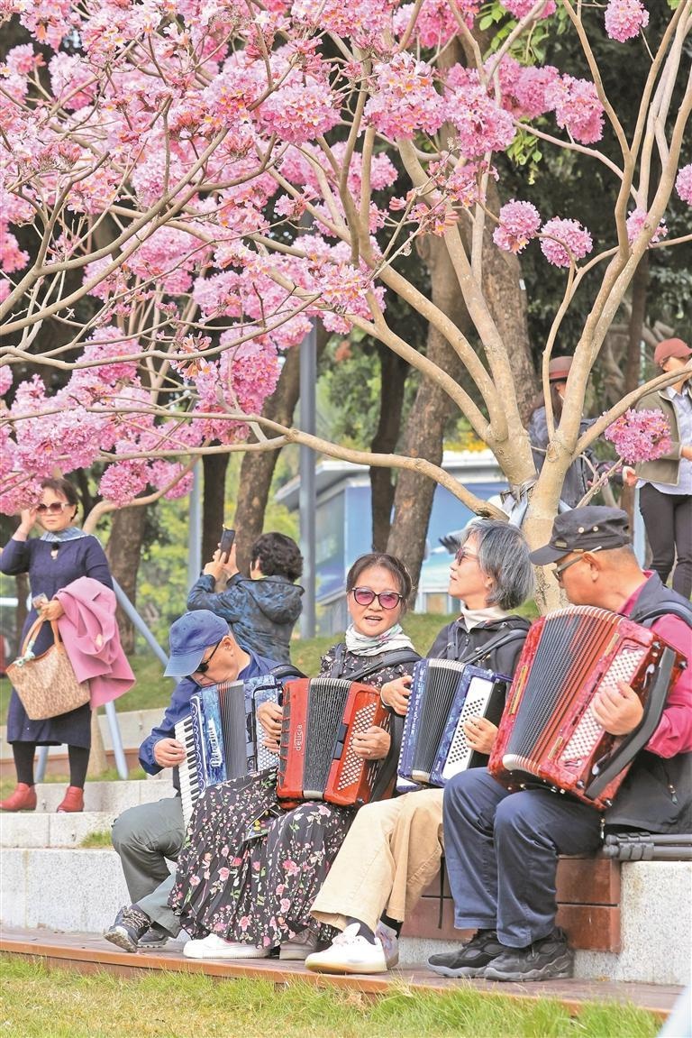 深圳冬日浪漫序曲：紫花风铃木盛放，满树紫红如风铃摇曳，你见过吗？  第6张