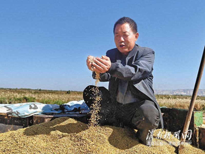 从盐碱地到丰收田：王文义如何实现连续7年水稻增产增收的奇迹？