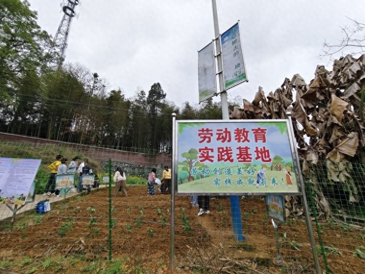 汝城县暖水镇中心小学：田间课堂开启劳动教育新篇章，孩子们变身小菜农体验种植乐趣  第1张