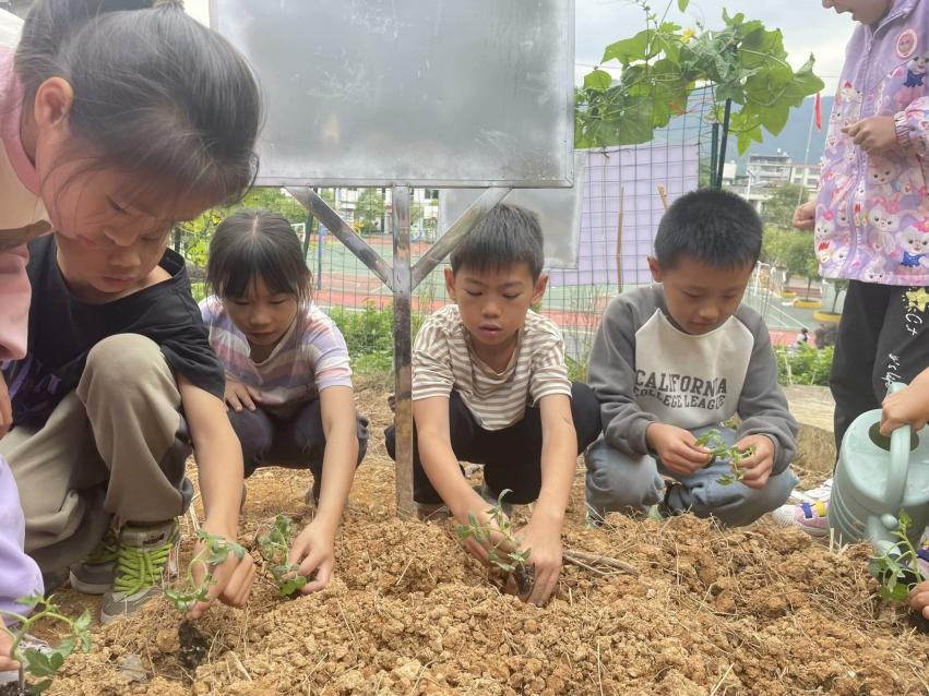 汝城县暖水镇中心小学：田间课堂开启劳动教育新篇章，孩子们变身小菜农体验种植乐趣  第3张