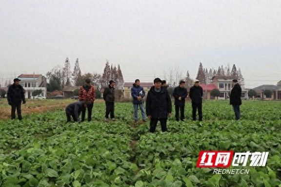 专家亲临指导，掌握这四点技术，让你的油菜产量翻倍  第1张