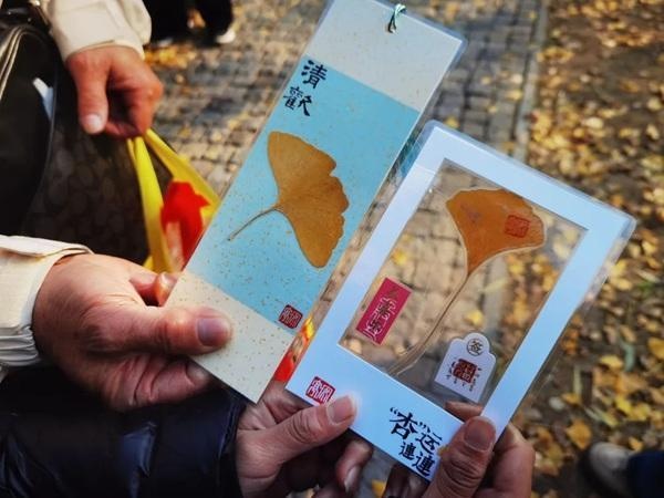 冬至接福！与晏秋秋一起探秘上海0001号古银杏树的1200年传奇  第2张