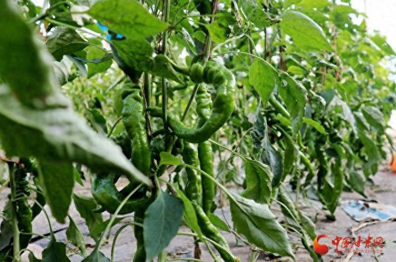临泽县倪家营镇：如何用生物有机肥种出放心菜？揭秘大棚蔬菜的绿色种植秘诀