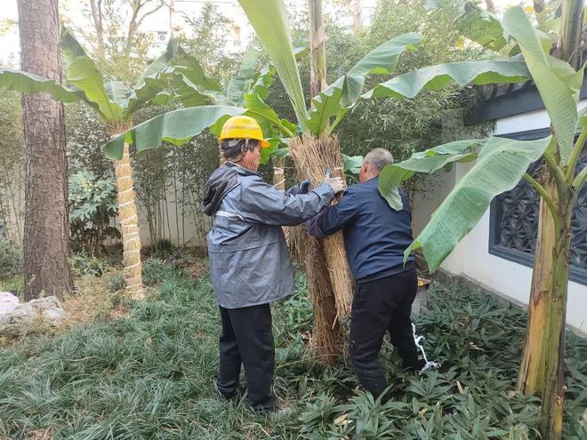 上海寒潮来袭！徐汇区绿容局紧急行动，62人次出动保障市民生活秩序  第4张