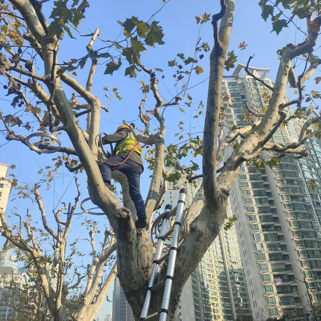 上海寒潮来袭！徐汇区绿容局紧急行动，62人次出动保障市民生活秩序  第7张