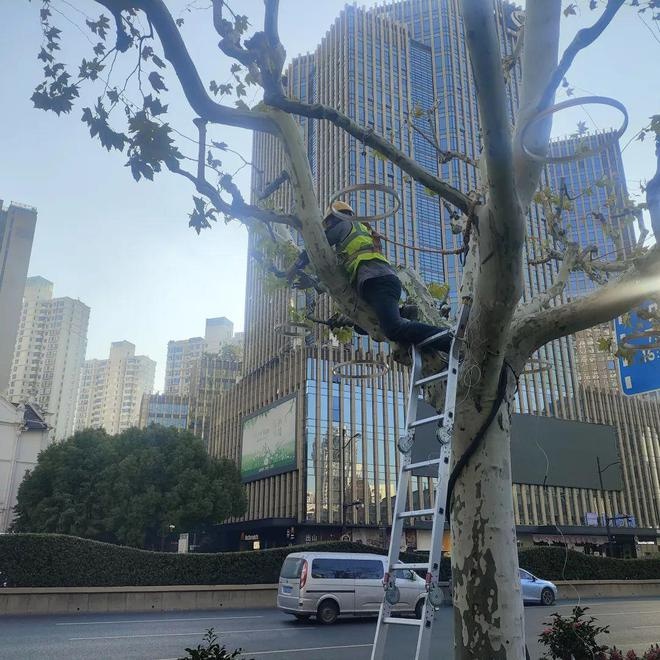 上海寒潮来袭！徐汇区绿容局紧急行动，62人次出动保障市民生活秩序  第8张
