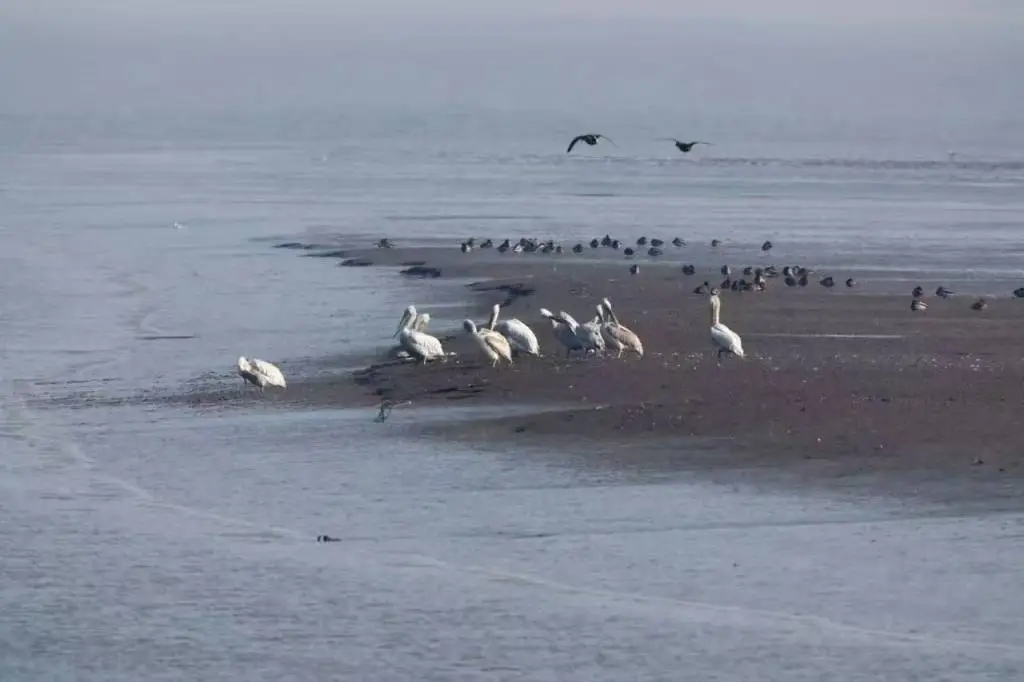 崇明东滩迎来历史性时刻:18只卷羽鹈鹕齐聚,数量创纪录 第2张 崇明东滩迎来历史性时刻:18只卷羽鹈鹕齐聚,数量创纪录 第2张