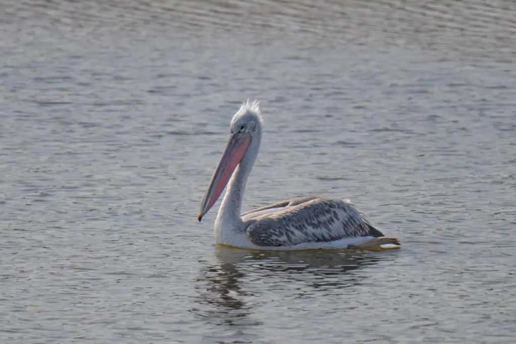崇明东滩迎来历史性时刻:18只卷羽鹈鹕齐聚,数量创纪录 第3张 崇明东滩迎来历史性时刻:18只卷羽鹈鹕齐聚,数量创纪录 第3张