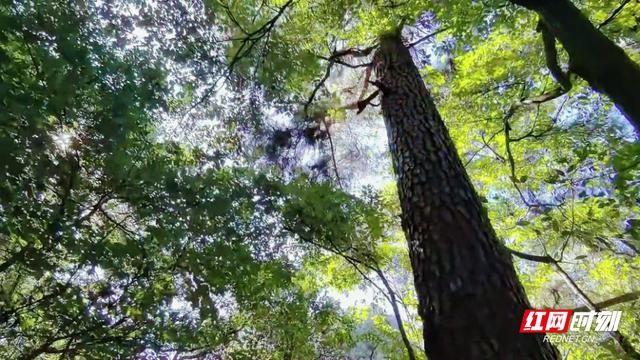 10 月 25 日，张家界国家森林公园鹞子寨的秋日盛景，宛如梦幻仙境  第2张