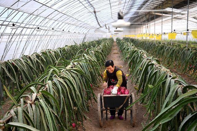 杨凌农高会：田间地头的科技盛宴，农业现代化的智慧结晶  第6张