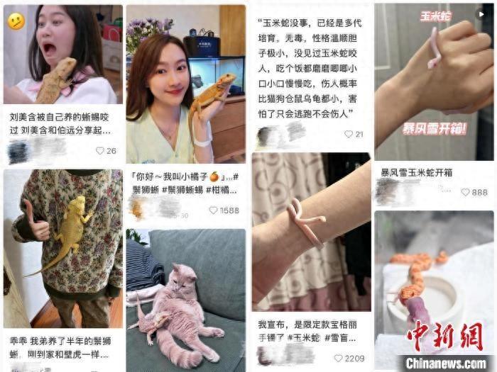 异宠成为宠物爱好者心头好，你能接受吗？  第1张