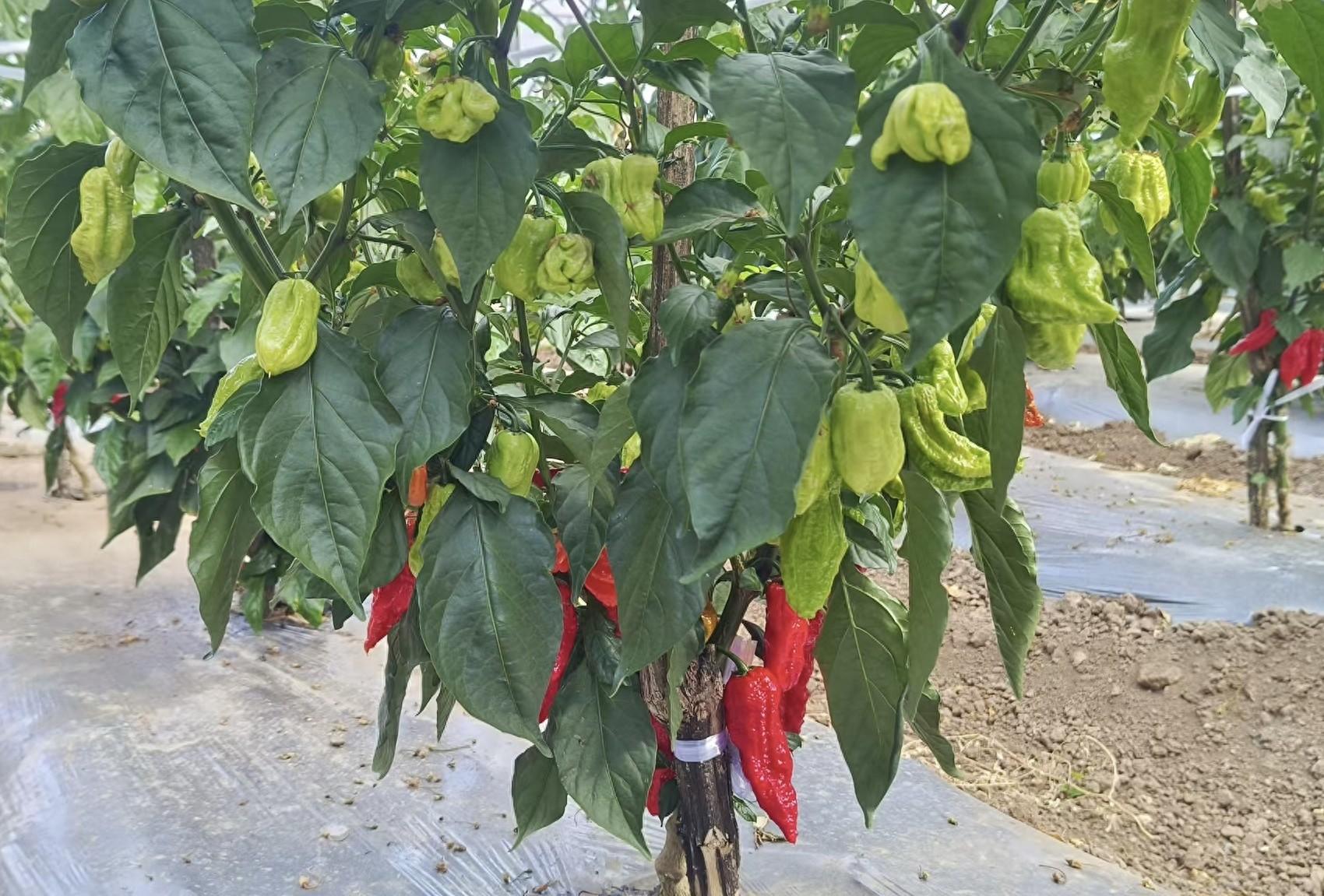 工业辣椒助力脱贫，旦甲木足村迎来新战事  第1张