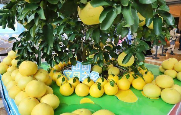 你吃过酸甜适口、具有独特清香的玉环文旦吗？  第2张