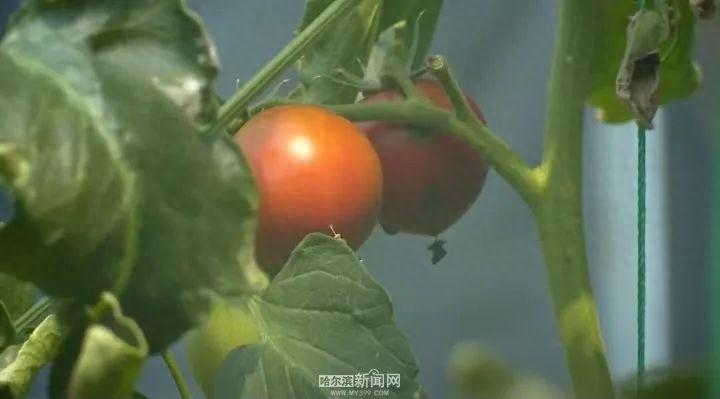 100 亩种植园,每天采摘 200 多斤蔬菜,这里的草莓柿子为何如此受欢迎? 第1张 100 亩种植园,每天采摘 200 多斤蔬菜,这里的草莓柿子为何如此受欢迎? 第1张