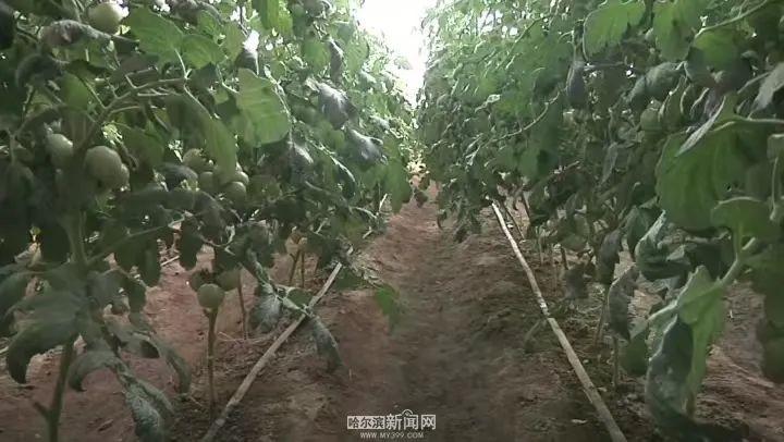 100 亩种植园,每天采摘 200 多斤蔬菜,这里的草莓柿子为何如此受欢迎? 第3张 100 亩种植园,每天采摘 200 多斤蔬菜,这里的草莓柿子为何如此受欢迎? 第3张