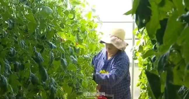 100 亩种植园,每天采摘 200 多斤蔬菜,这里的草莓柿子为何如此受欢迎? 第4张 100 亩种植园,每天采摘 200 多斤蔬菜,这里的草莓柿子为何如此受欢迎? 第4张