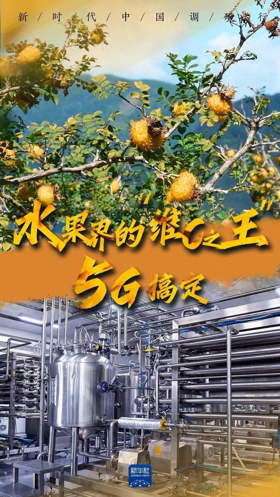 贵州刺梨：从山间野果到全国重点特色食品的华丽蜕变  第1张
